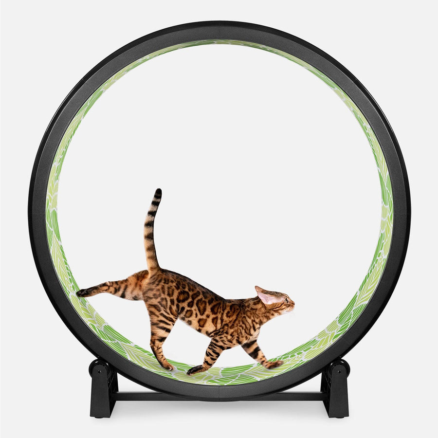 Cat Exercise Wheel