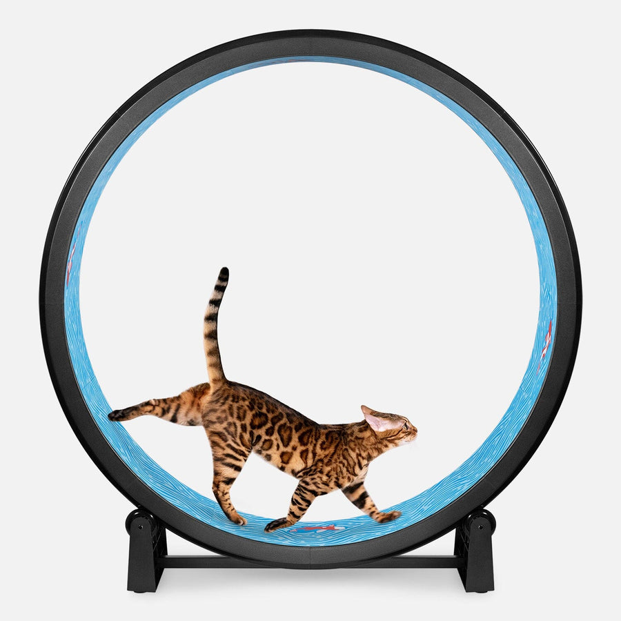 Cat Exercise Wheel