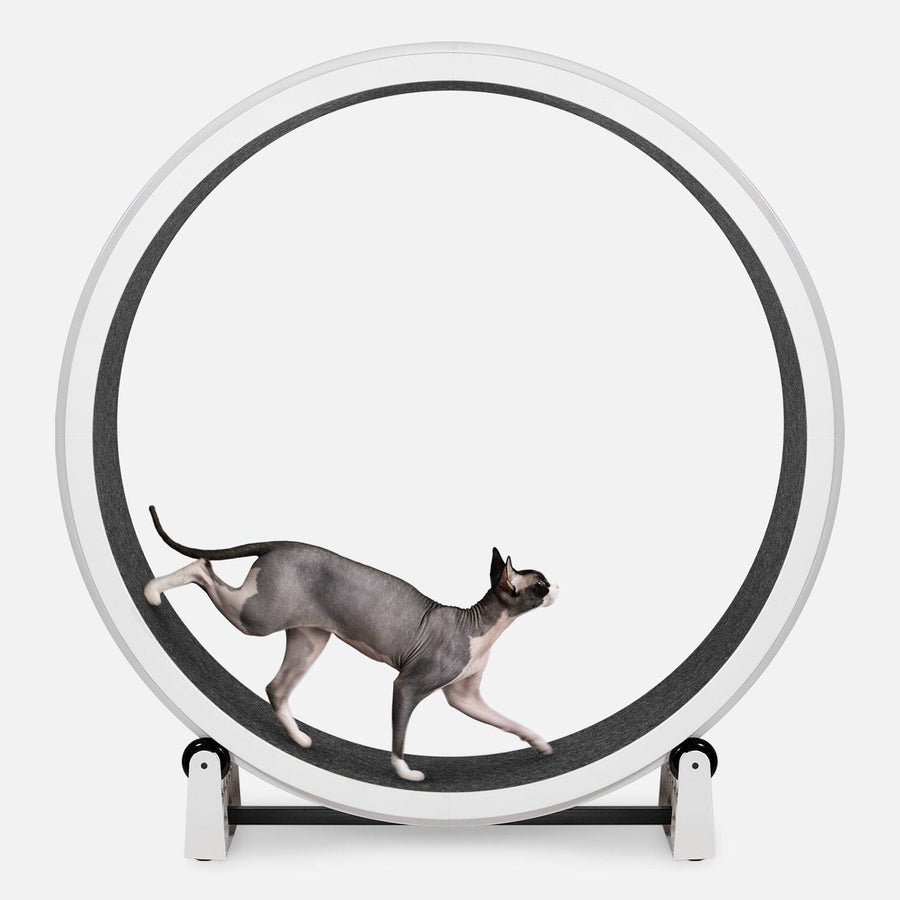 Cat Exercise Wheel