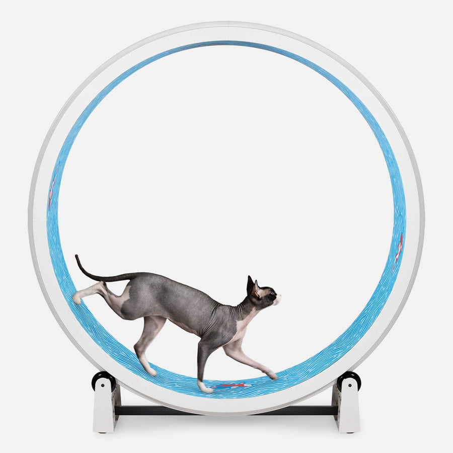 Cat Exercise Wheel